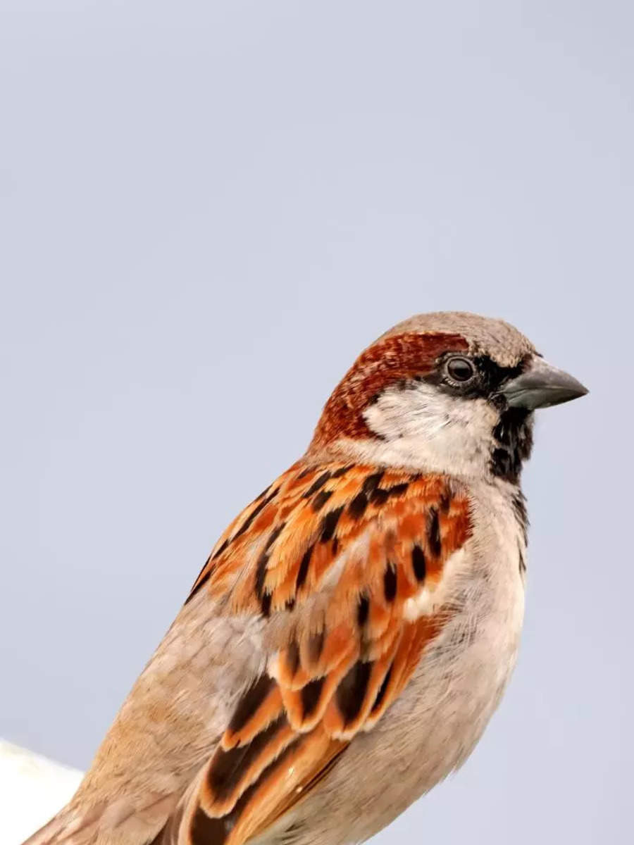 World Sparrow Day: 9 reasons the cute, homely birds are going extinct ...