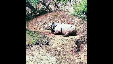Notorious rhino poacher held in Assam