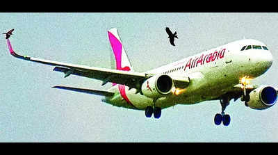 Winged woes: Bird strikes on a steady rise at Tvm airport