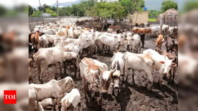 PIL seeks ban on selling cattle to other states for slaughter