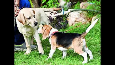City's paw-some plan: Rehabilitation facility to tame aggressive dogs