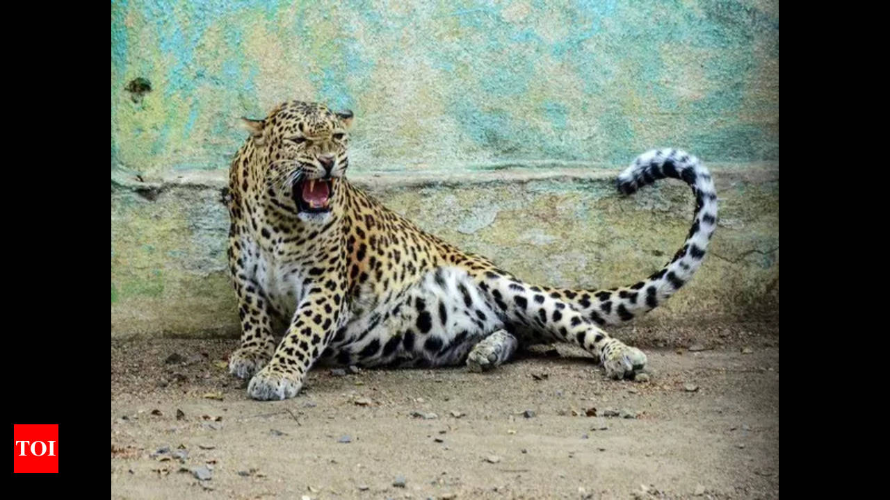 Leopard Spotted Ahmedabad: Leopard Spotted On City's Outskirts