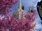 Spectacular pictures of cherry blossoms from across the world just in time for spring