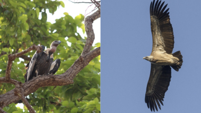 A first of its kind Vulture diet study reveals conservation needs in India
