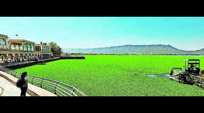 Green carpet of water hyacinth spreads over Ana Sagar Lake