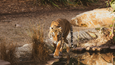 Explained: Supreme Court limits tiger safaris in Jim Corbett's core area