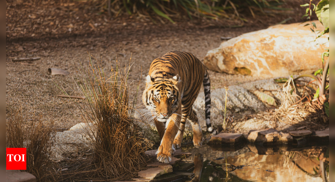 Explained: Supreme Court limits tiger safaris in Jim Corbett's core ...