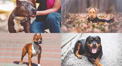 KNOW THE 23 DOG BREEDS FACING BAN