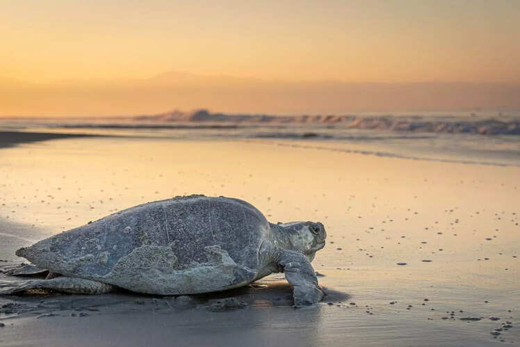 Morjim Beach, Goa