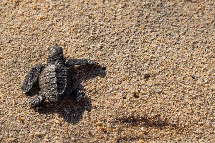 5 beaches in India famous for turtle hatching | Times of India Travel