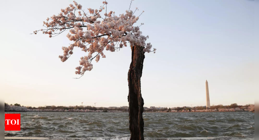 Plus de 100 cerisiers à Washington, dont l'emblématique Stumpy, seront abattus