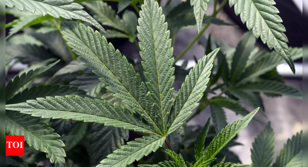 From Fujian to Oklahoma: How Chinese mafias are running America's illegal weed market - Vimarsana News