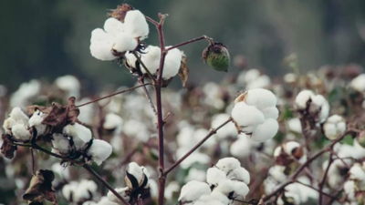 America down to its last 100 cotton mills