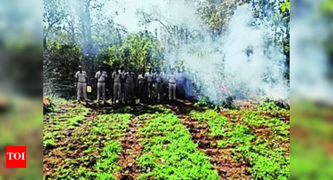 Poppy Plants: ₹10cr Poppy Plants Destroyed In Str | Bhubaneswar News - Vimarsana News