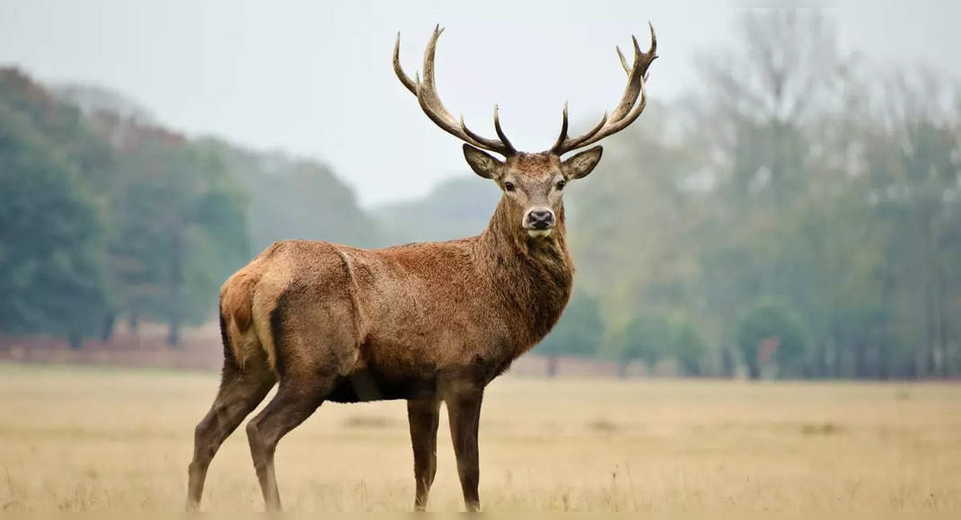 Kashmir: Hanguls, or the Kashmir stag, are on the brink of extinction ...