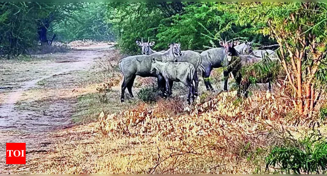 Nilgai Herds Nilgai Herds Pose Threat To Commuters On Karnavati Road Ahmedabad News Times