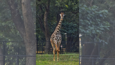 Giraffee Beacon died in Zoo Park dure to cardio- pulmonary failure