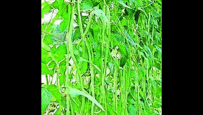 Belthangady ryot successfully grows yardlong beans on 25 cents of land