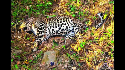 Female leopard found dead in Pandalur forest range