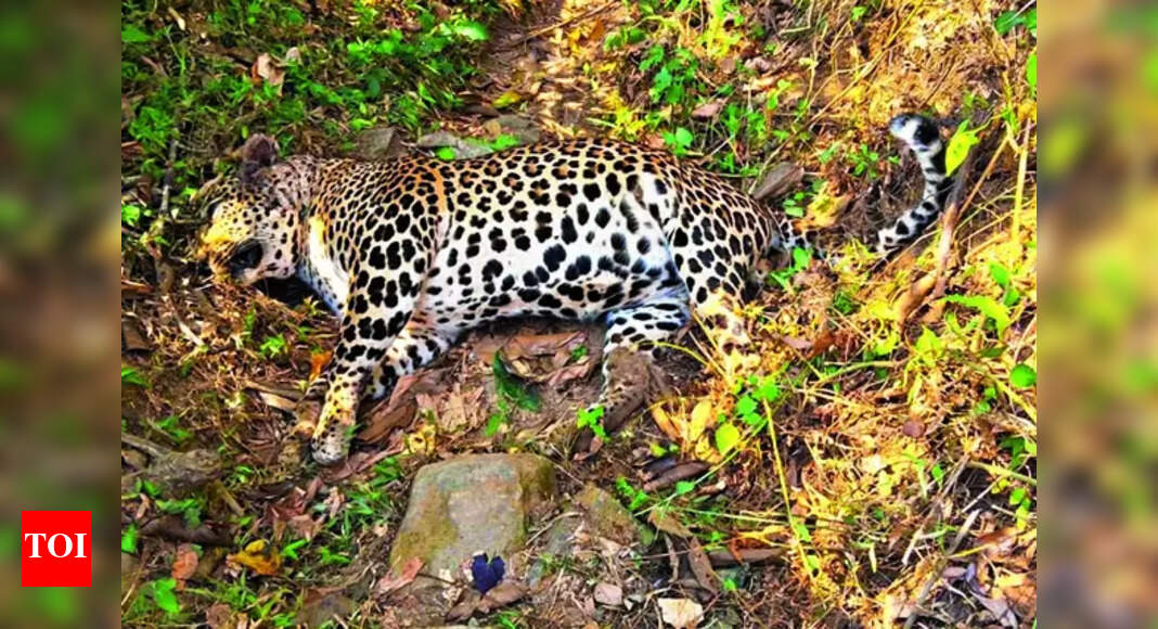 Leopard: Female Leopard Found Dead In Pandalur Forest Range | Coimbatore News - Vimarsana News