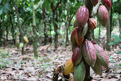 Cocoa is more expensive than copper