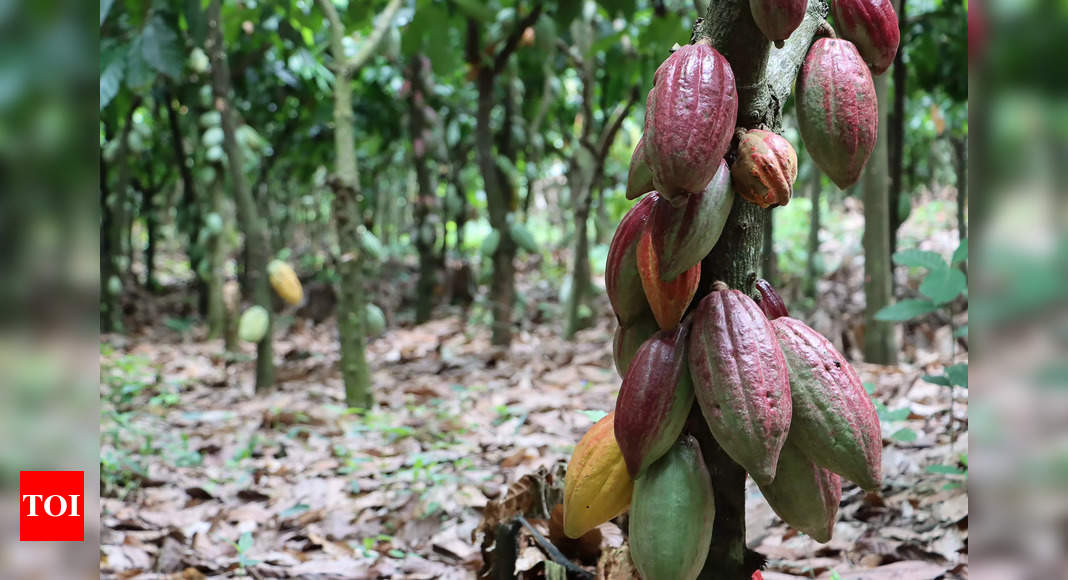 Cocoa is more expensive than copper