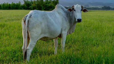 This 40 crore cow is the most expensive in the world