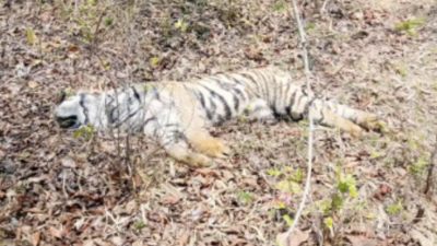 Two big cat cubs found dead in MP's Bandhavgarh Tiger Reserve