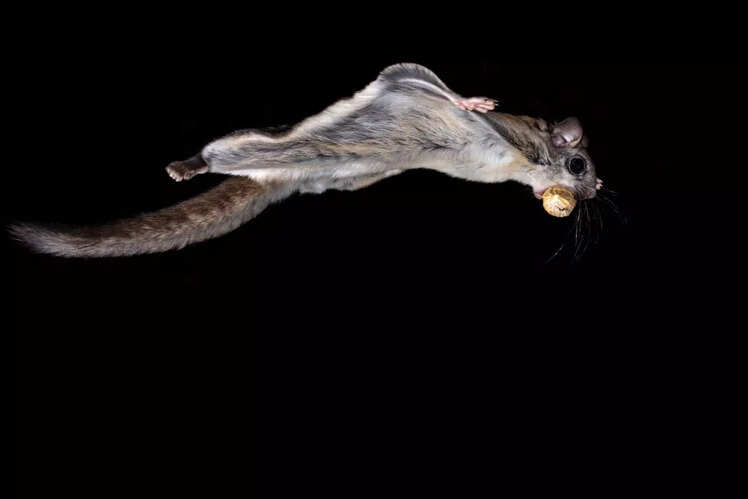 Namdapha Flying Squirrel