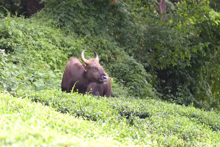 Indian Bison