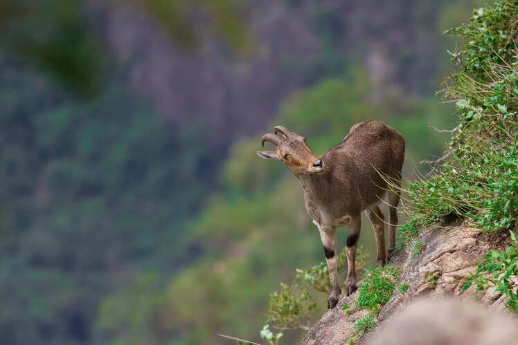 Nilgiri Tahr