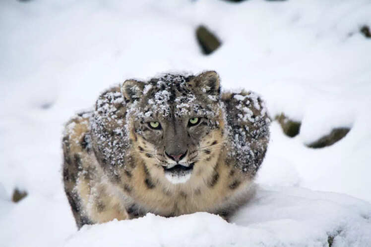 Snow Leopard