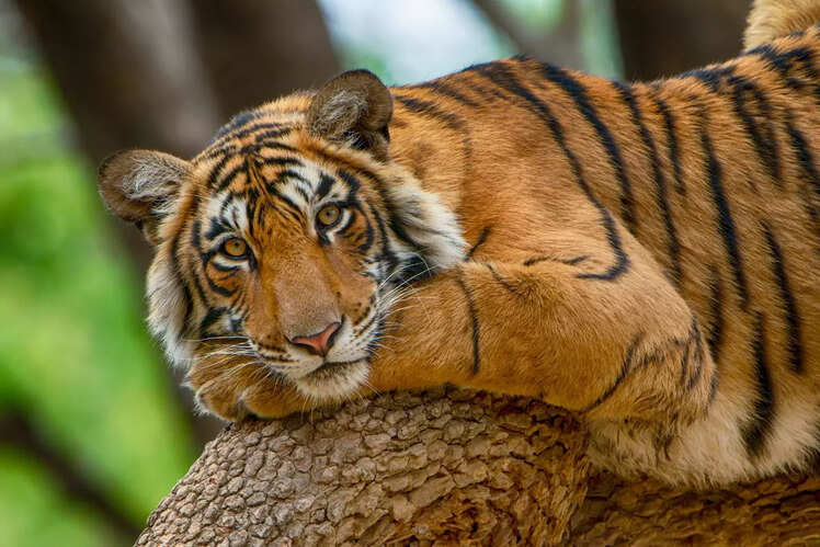 Bengal Tiger