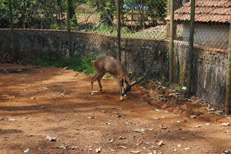 Bondla Wildlife Sanctuary