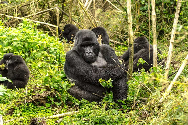 Gorilla Trekking in Rwanda