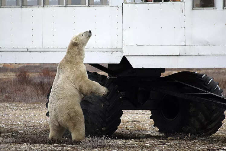 Polar bear viewing in Churchill, Canada