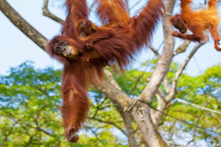 Orangutan Sanctuary in Borneo, Malaysia
