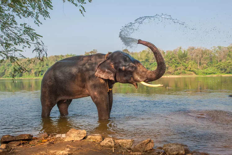 Theppakadu Elephant Camp in Tamil Nadu, India