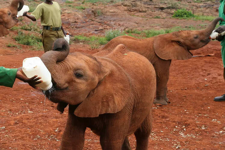 Sheldrick Wildlife Trust in Nairobi, Keny