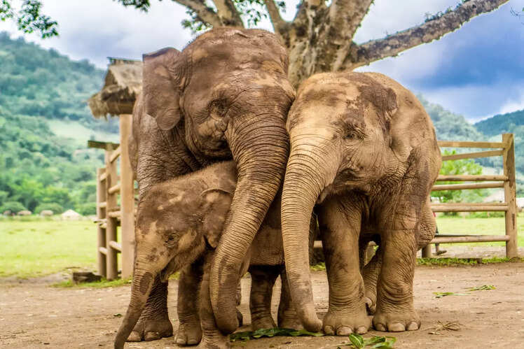 Elephant Nature Park in Chiang Mai, Thailand