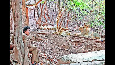 Gujarat unveils plans for multi-species safari parks
