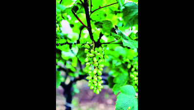 Grape farmers upset with hike in import duty by Bangladesh govt
