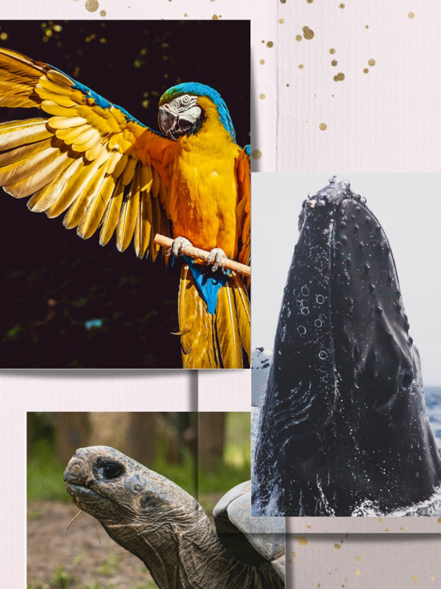 5 Animals That Can Live More Than 100 Years Greenland Shark, Aldabra