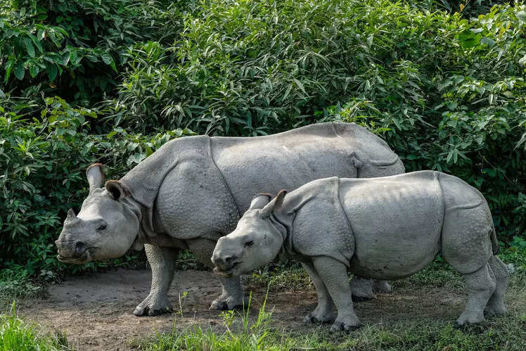 Kaziranga National Park, Assam