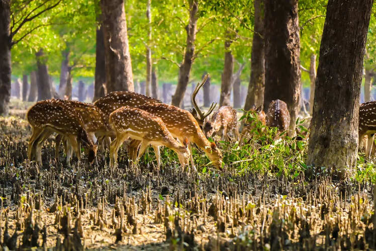Sundarbans National Park, West Bengal