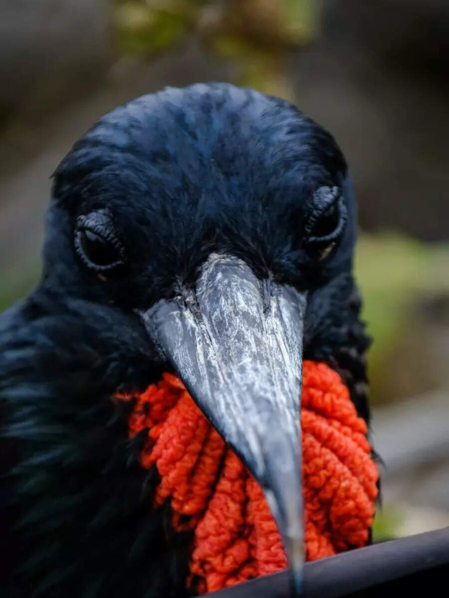 10 quickest animals that race across the Earth Times of India