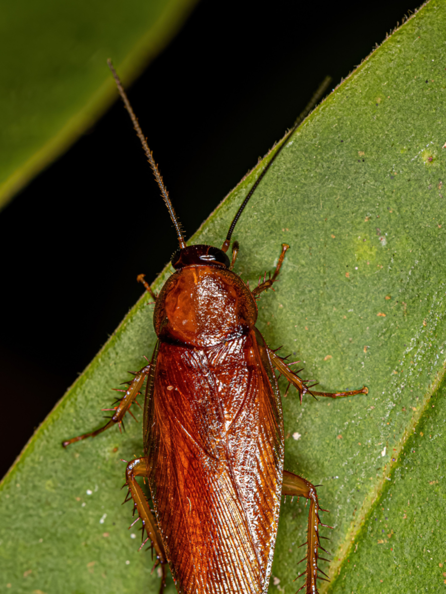 Effective Ways To Get Rid Of Cockroaches At Home | Times Now