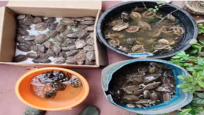 DRI rescued 396 turtles and arrested two person