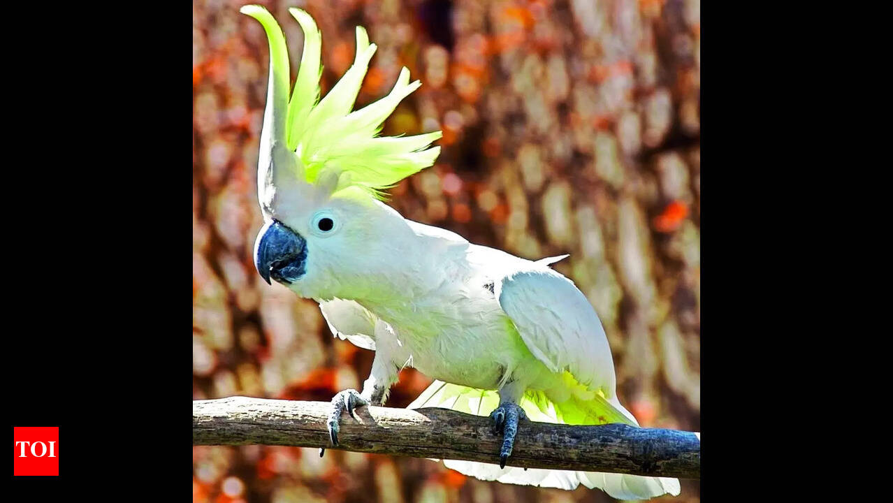 Why are There Exotic Birds in Tanked Warehouse: Uncover the Mystery
