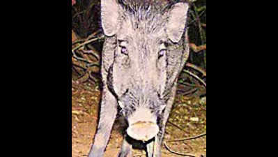 Wild boar kills one, injures 8 in Simdega